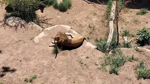 Resting Lion Below Stock Footage 111191630
