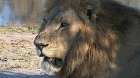 Resting Lion Head Stock Footage 22140893
