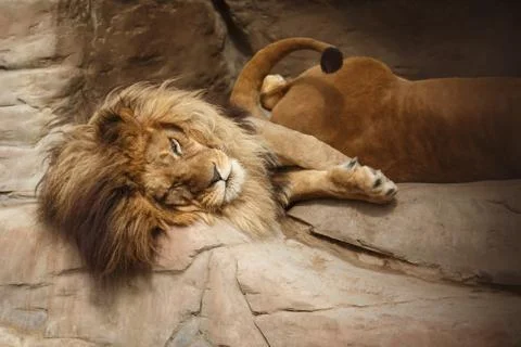 Resting lion Stock Photos