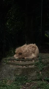 Resting Lion Stock Photos