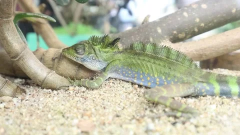 A resting lizard, its vibrant green and blue scales blending seamlessly Stock Footage 310422710