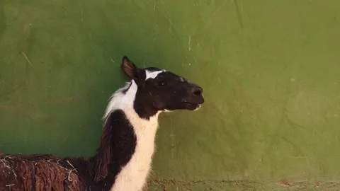 Resting llama with long wool in farm enclosure Stock-Footage 346730812