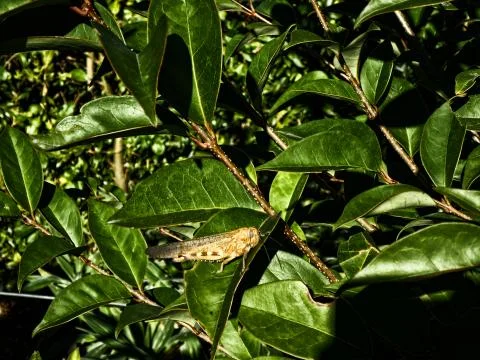 Resting Locust 스톡 사진