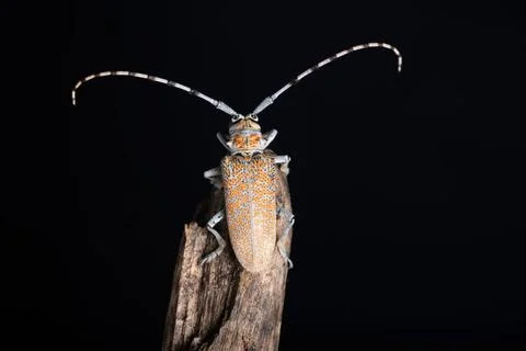 Resting Long horn beetle, Batocera rufomaculata, Pune, Maharashtra, India ... Stock Photos
