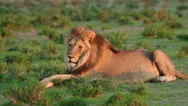 Resting Male Lion, Wildlife Safari, Kalahari, South Africa Stock Footage