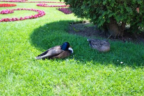 Resting Mallard Ducks in the Shade Stock Photos