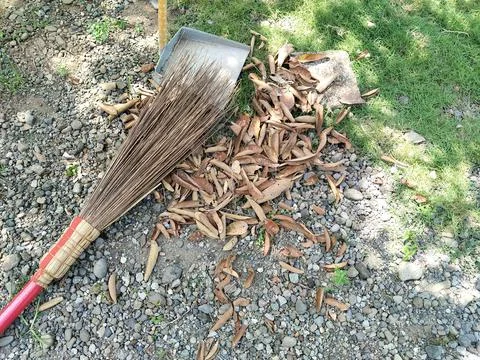 Resting for a moment while sweeping and clearing fallen leaves from the home gar Foto stock