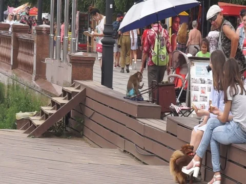 Resting monkey Vídeo Stock 88353844