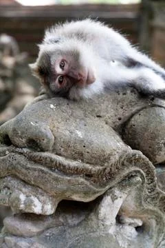 Resting monkey Stock Photos