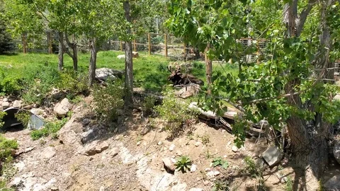 Resting Moose 動画素材 111192290