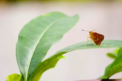 Resting Moth Foto stock