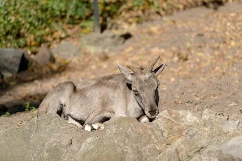 Resting Mountain Goat Stock Photos