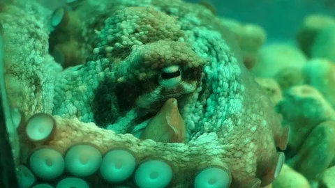 Resting octopus in an aquarium. 스톡 동영상 91352382