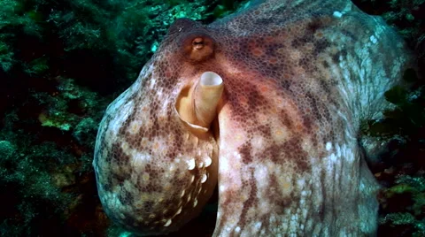 Resting octopus, close shot of head, mediterranean sea Video stock 42888651