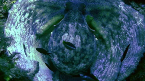 Resting octopus on reef, full body, head centered 스톡 동영상 42889086