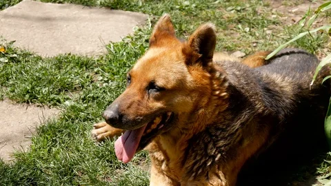 Resting, old, 13 years old german shepherd Stock Footage 130060645
