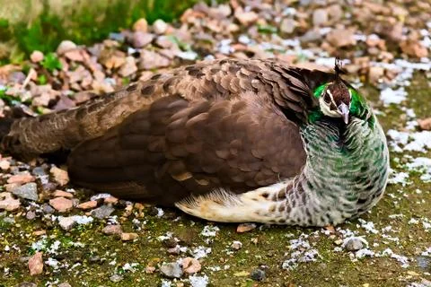 Resting Peahen on a Cold Ground Stock Photos