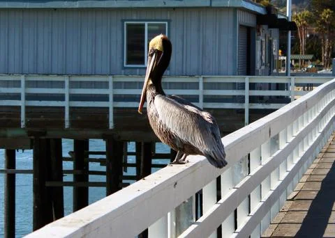Resting Pelican Stock Photos