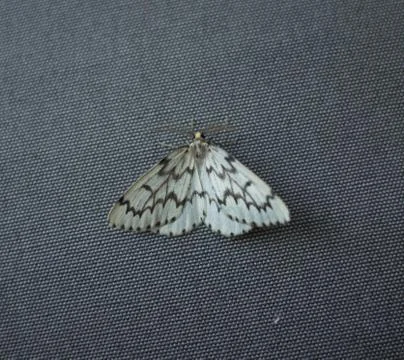 Resting Stock Photos