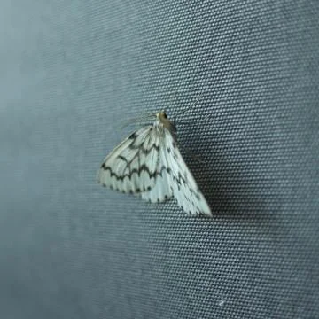 Resting Stock Photos