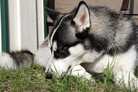 Resting Stock Photos