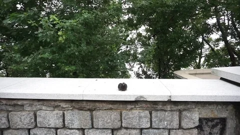 A resting pigeon Vídeo Stock 78551201