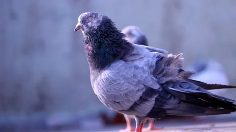 Resting Pigeon in Soft Light 库存影片 337936945