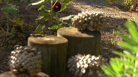Resting Pine Cones on Stump Stock-Footage 36839922