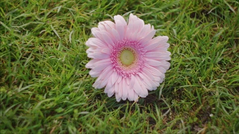 Resting Pink Gerbera Daisy in Grass, Shallow Depth of Field Stock Footage 341073569