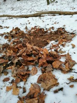 RESTING PLACE  from  DEER Stock Photos