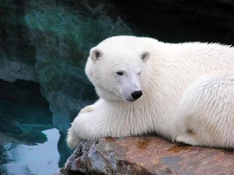 Resting polar bear Stock Photos