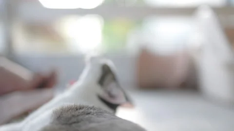 The resting posture of the tabby cat in slow motion. 库存影片 248342658