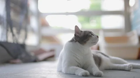 Resting posture of a tabby cat in slow motion. 库存影片 251775842