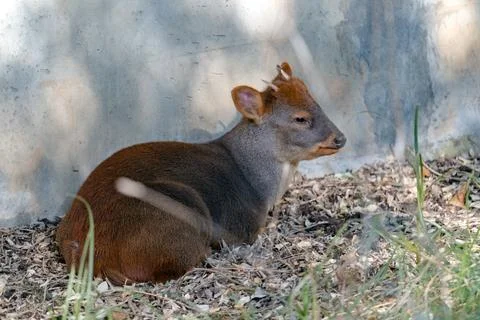 Resting Pudu Stock Photos