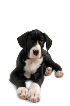 Resting puppy Stock Photos