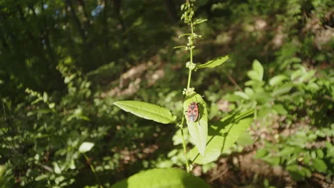Resting of Pyrrhocoris apterus bug in the forest 4K footage Video stock 197007409