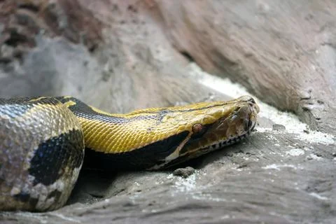 Resting Python on Rock Surface - Wildlife and Nature Photography for Educat.. Foto stock