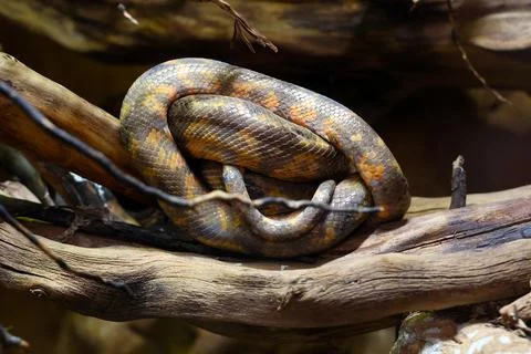 Resting Python on Tree Branch in Natural Habitat Wildlife Photography for N.. Stock Photos