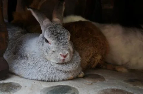 A resting rabbit on the ground Foto stock