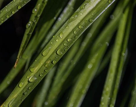 Resting rain drops Foto stock