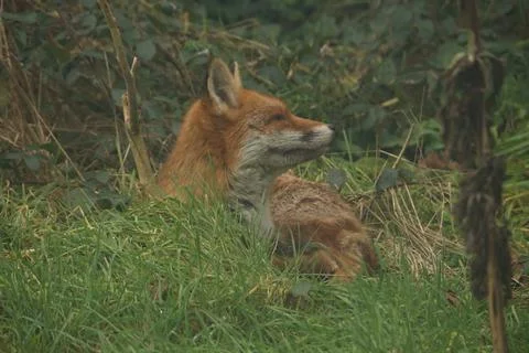 Resting Red Fox 2 Stock Photos