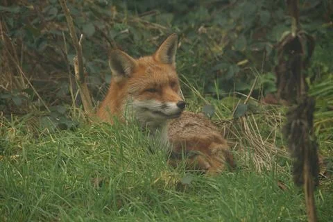 Resting Red Fox 3 Foto stock