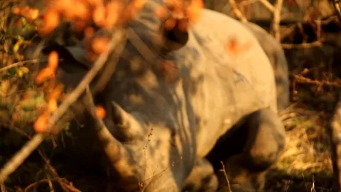Resting Rhino Stock Footage 92764927