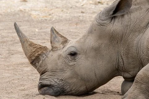A resting rhino Stock Photos
