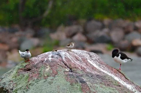 Resting on the rock Stock Photos