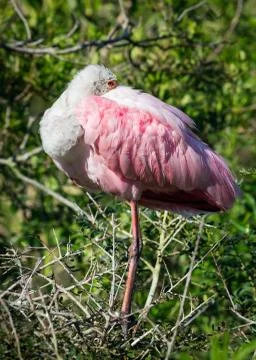 Resting Roseate Spoonbill Stock Photos