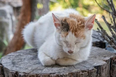 Resting Rural Cat on Tree Stump Foto stock