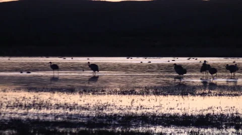 Resting Sandhill Cranes at Sunset Stock-Footage 44719528
