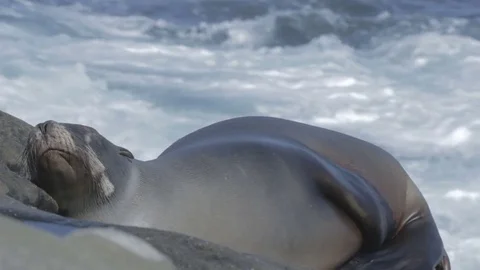 Resting Sea Lion 库存影片 77484228