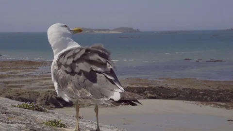 Resting Seagull. 4K Vídeos de archivo 105991747